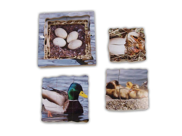 Duck - EASE