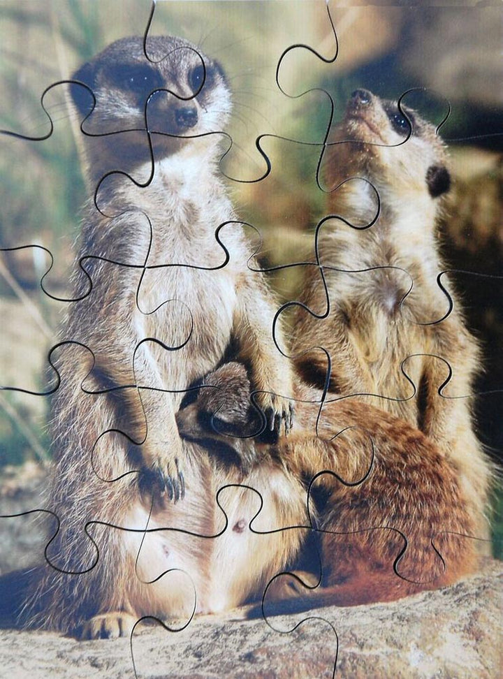 Wild Animals & their Young - EASE