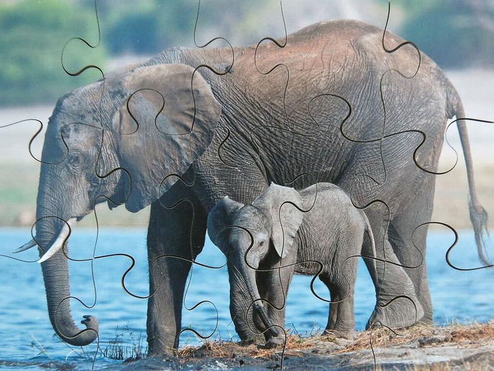 Wild Animals & their Young - EASE