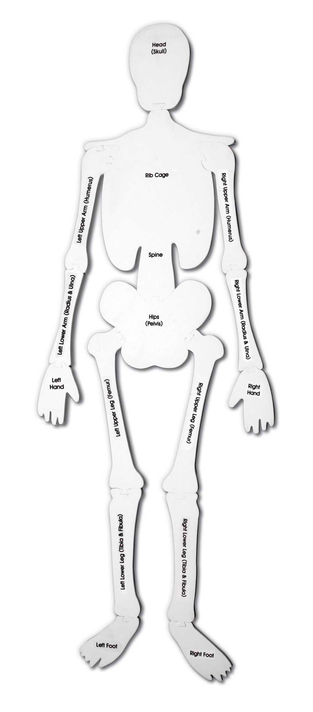Skeleton Foam Floor Puzzle