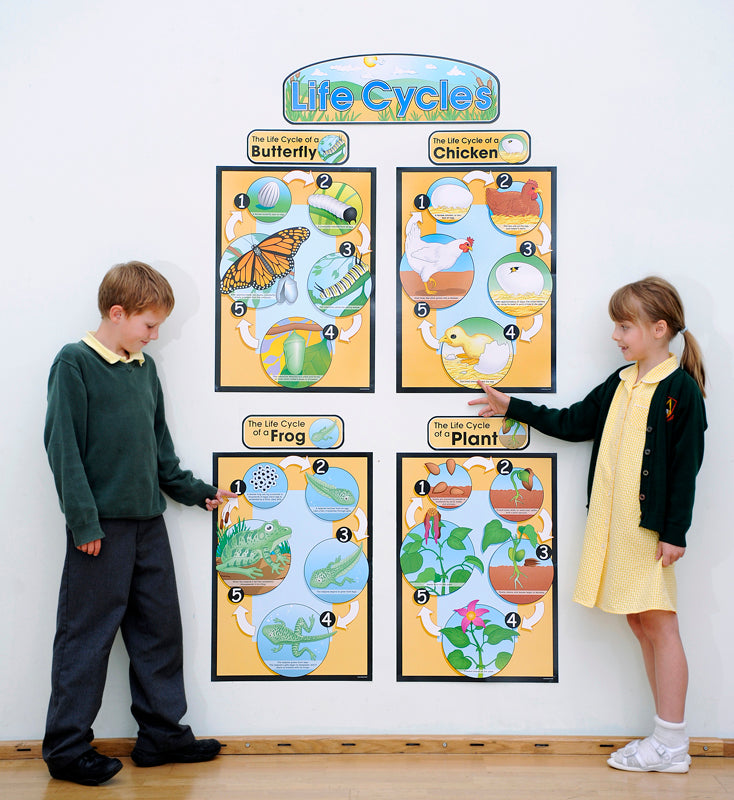Life Cycles Bulletin Board Set