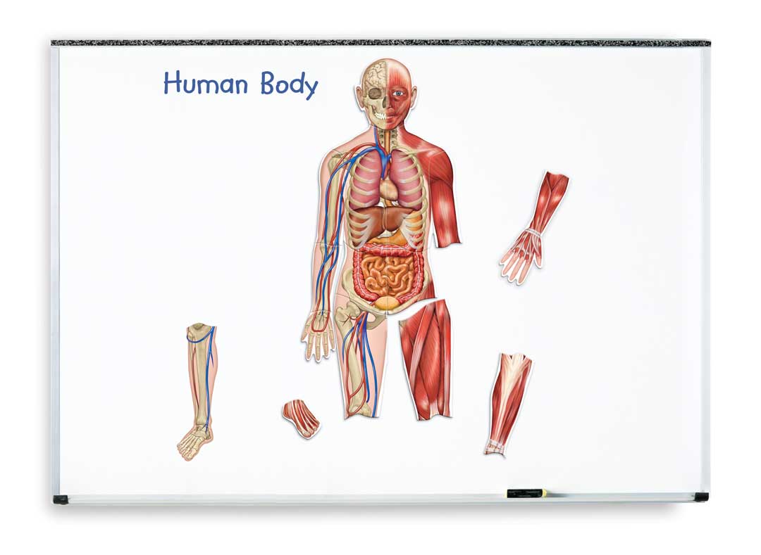 Double Sided Giant Magnetic Human Body Set